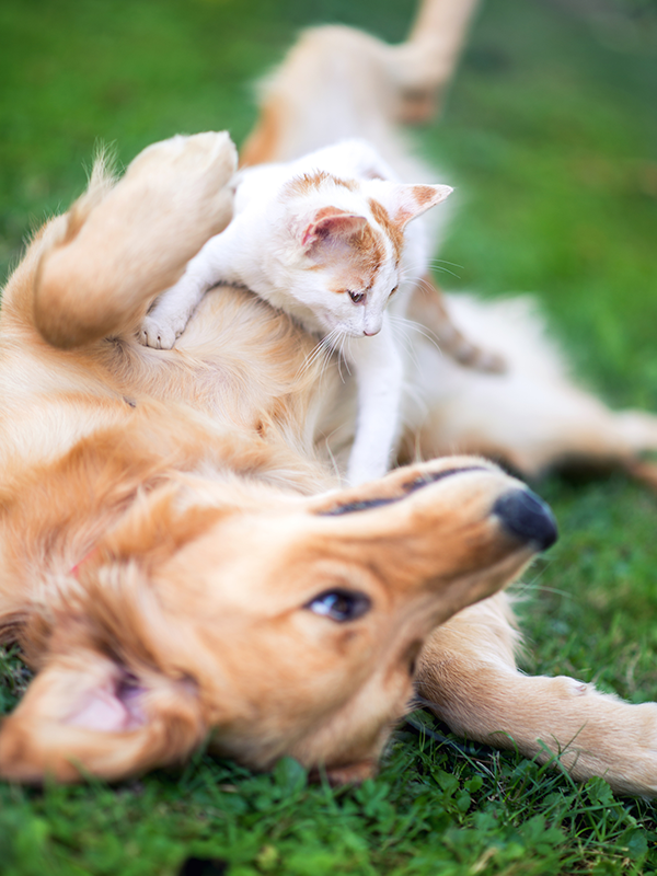 Dog and kitten in grass: Wellness Care in Austin