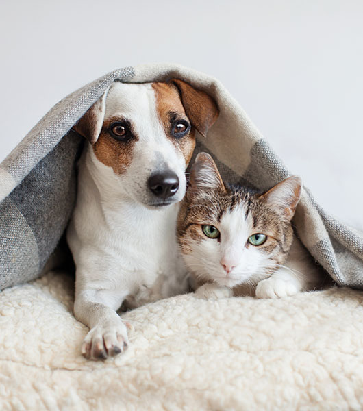 Dog and Cat Under Blanket