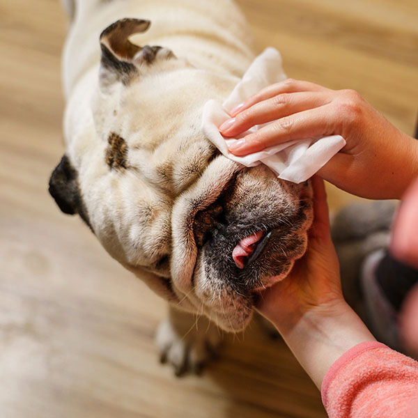 Unknown caucasian woman taking care of her dog - Hands of female girl using wet wipe to clean head of her pet adult senior english bulldog