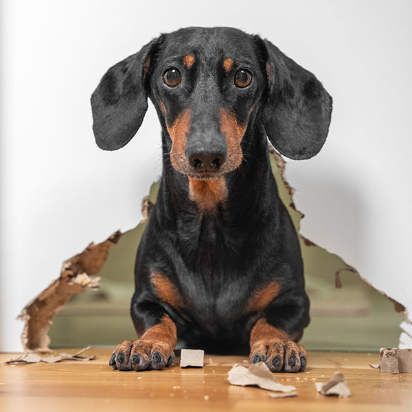 portrait of a cute dog dachshund piteously looks at the owner having done a mess in the house, gnawed through furniture and a hole in the door. not educated domestic pet.
