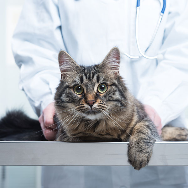 veterinarian with tabby on exam table